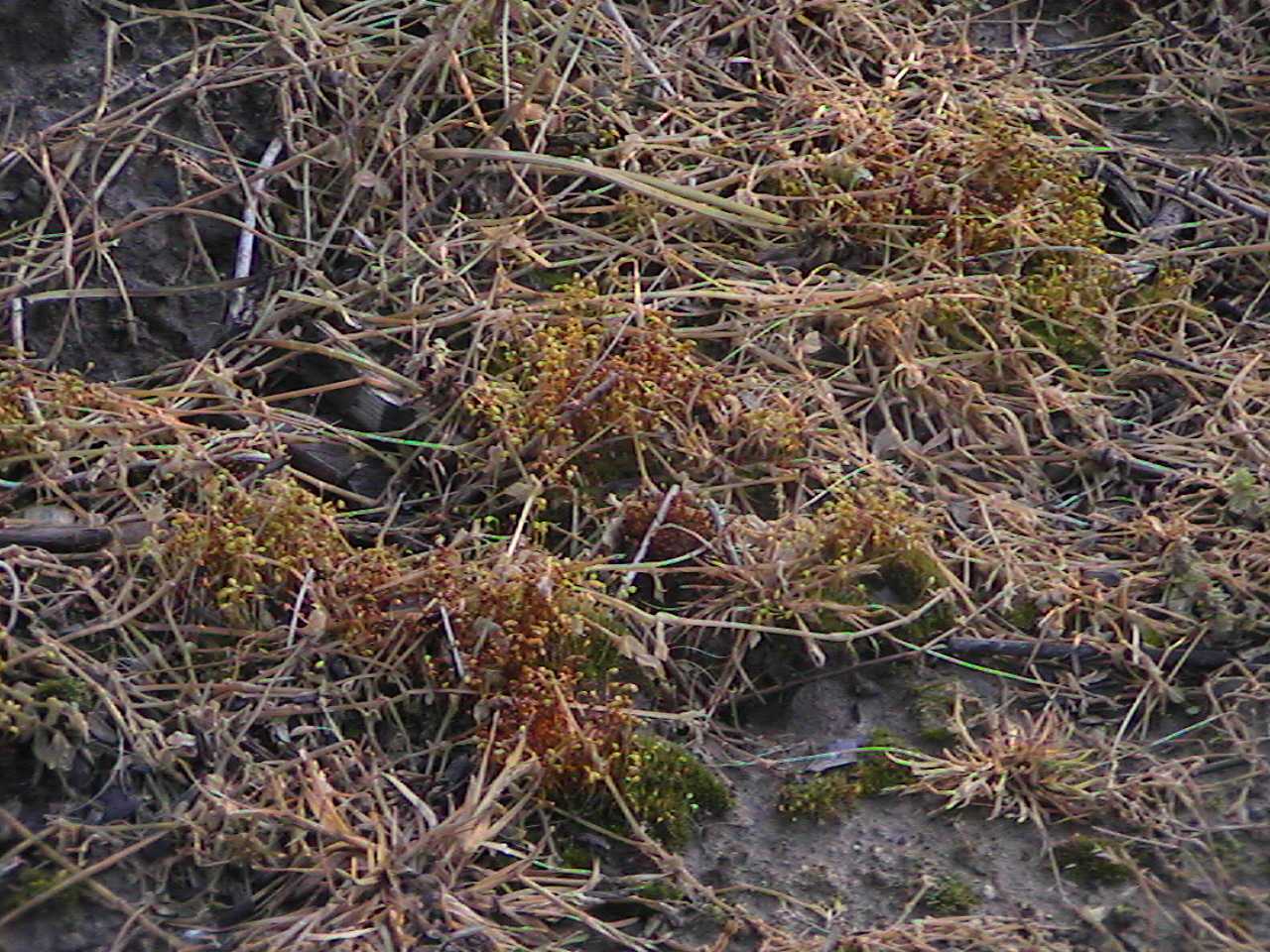 RedMoss.jpg