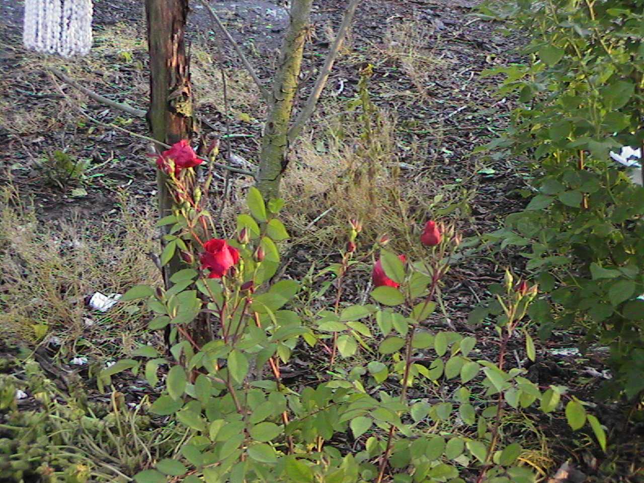RedRoses.jpg