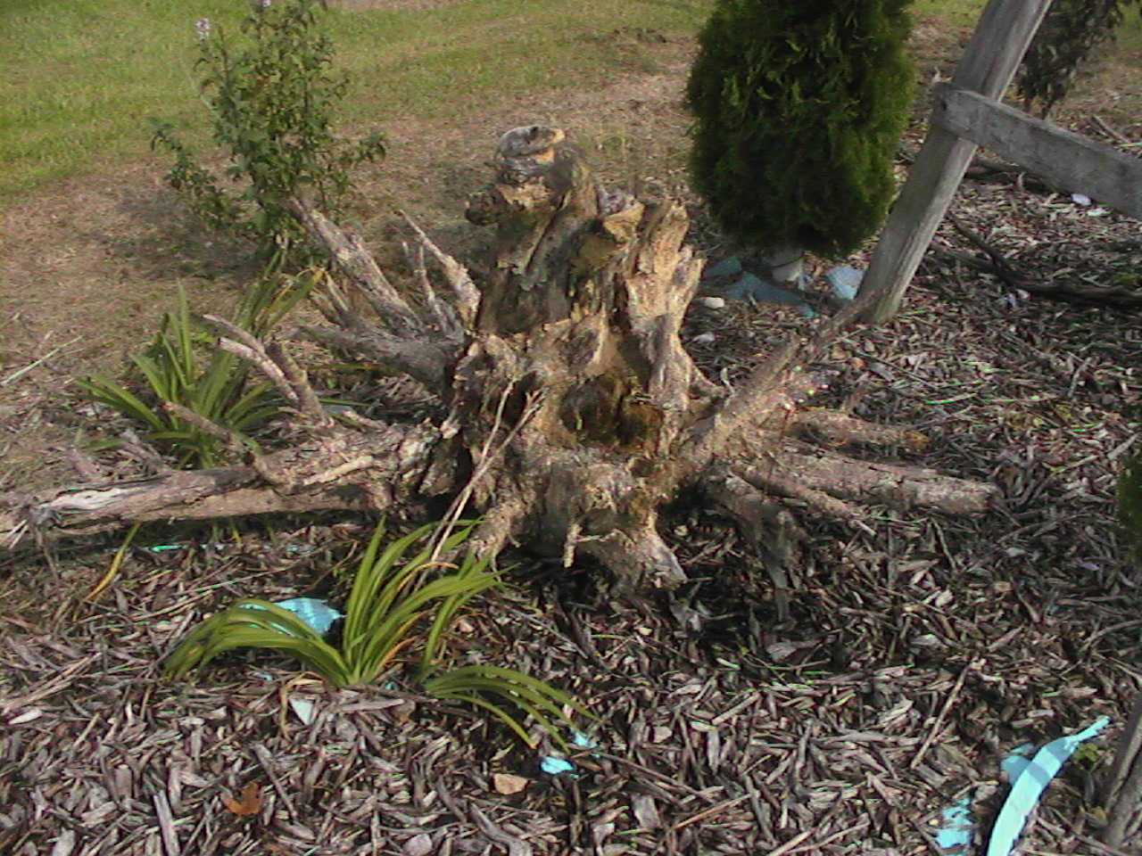 Root.jpg