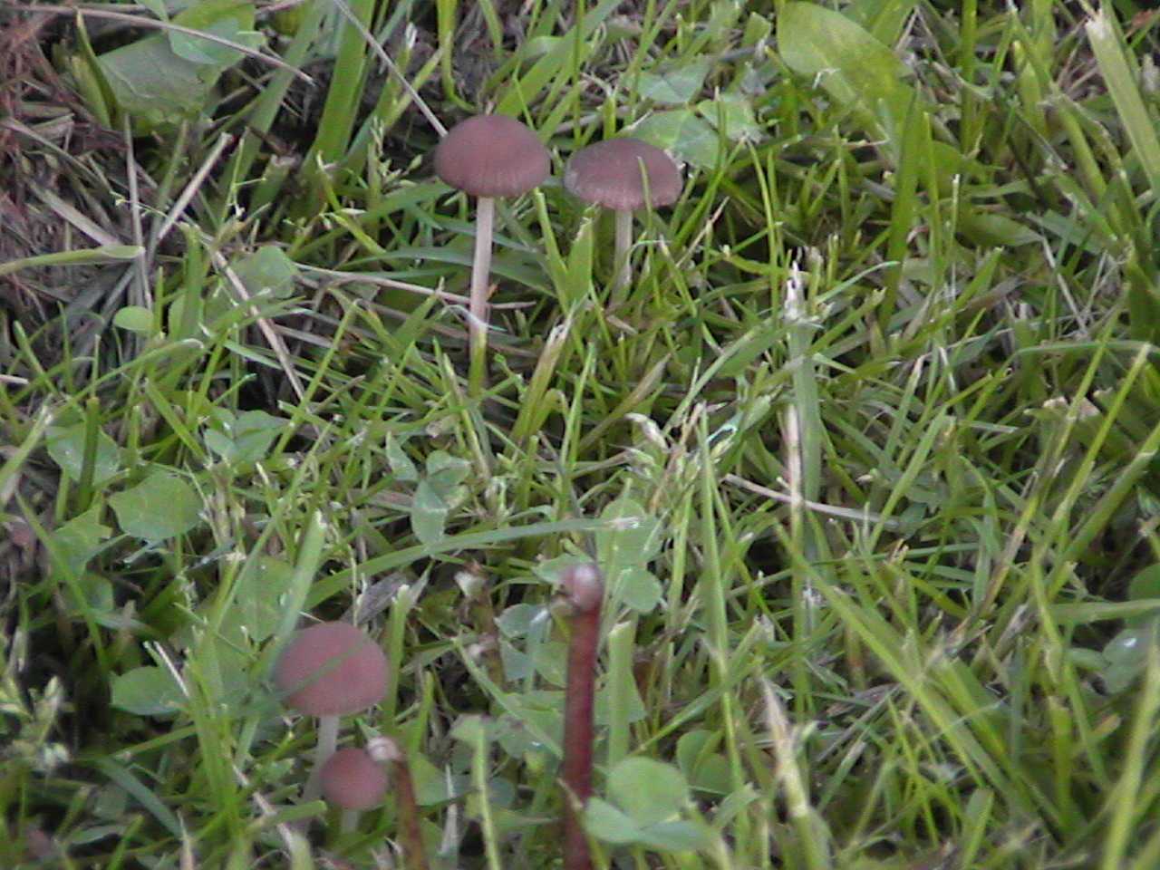 Shrooms.jpg