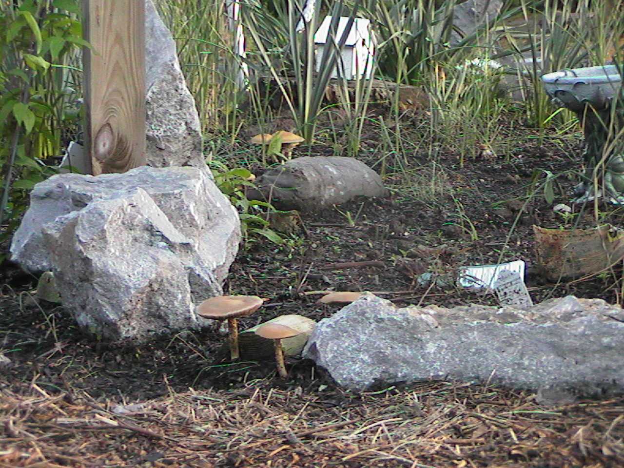 Shrooms2.jpg