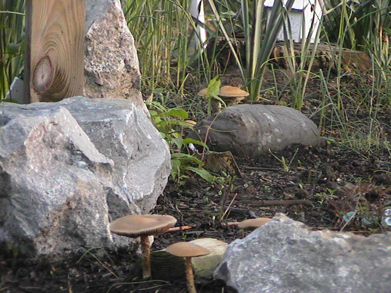 ShroomsAgain.jpg