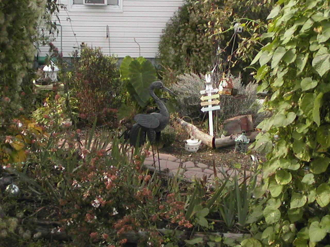 Stork.jpg