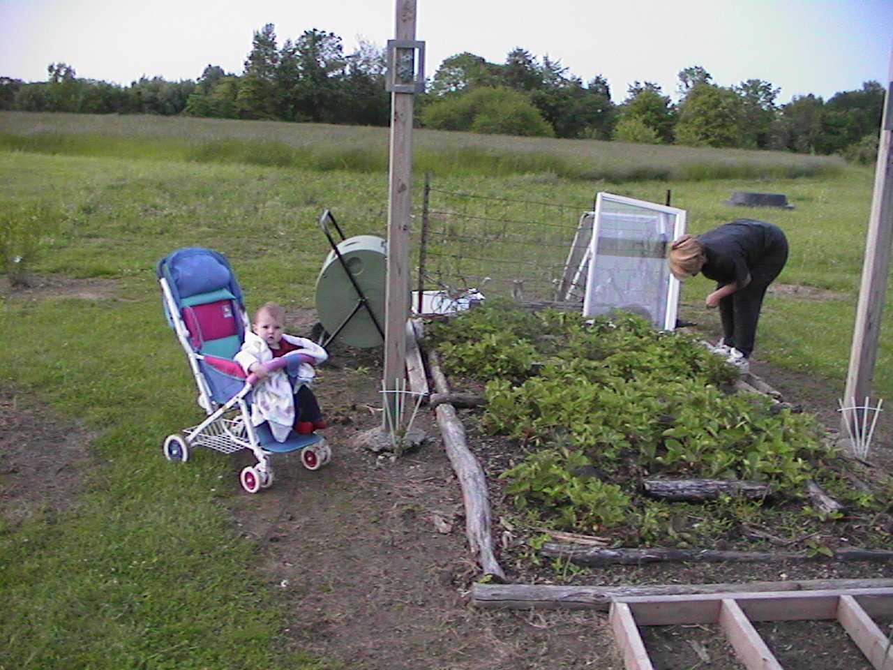 StrawberryBed.jpg