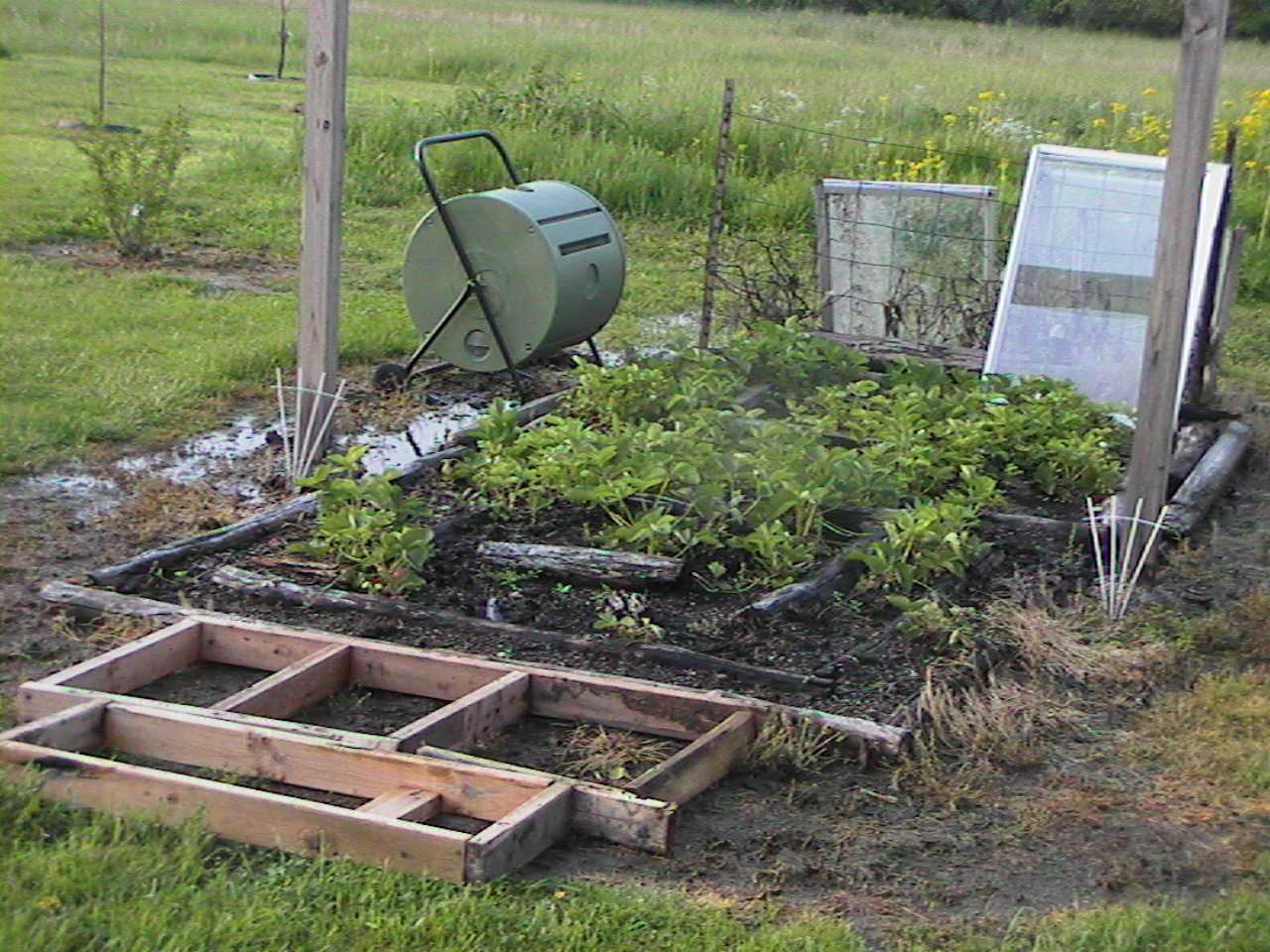 StrawberryBed2.jpg