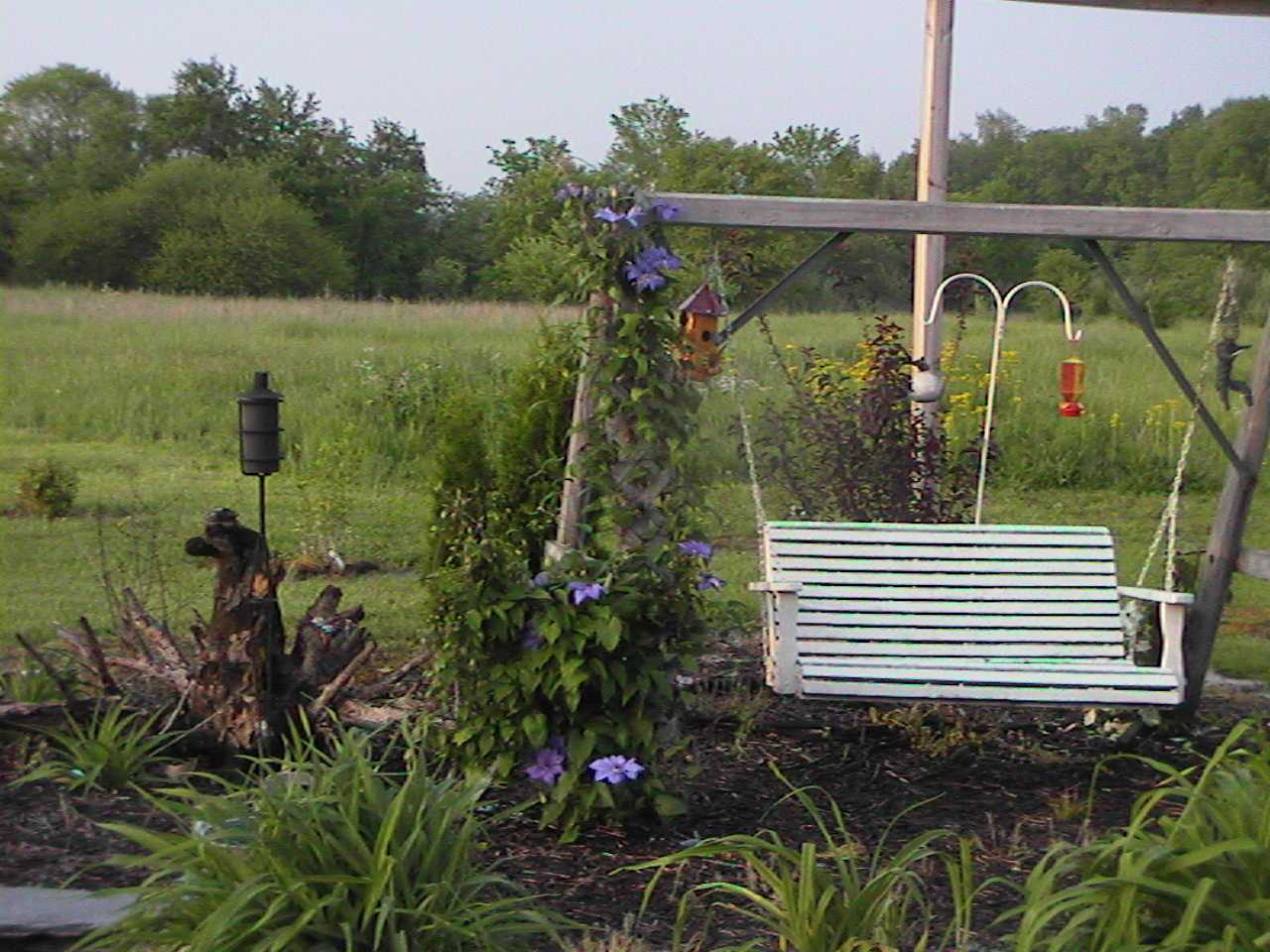 SwingClematis.jpg