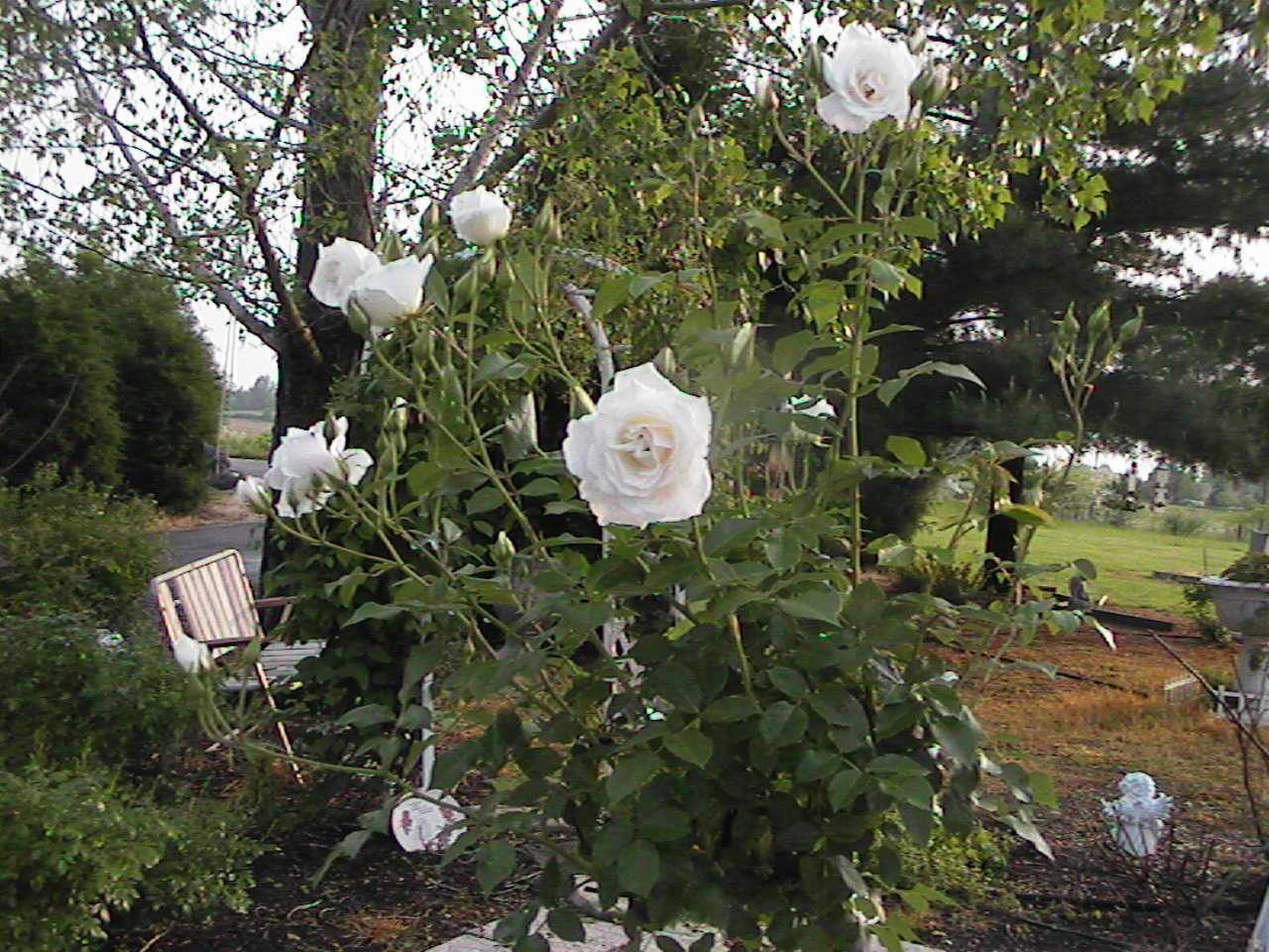 WhiteRoses.jpg