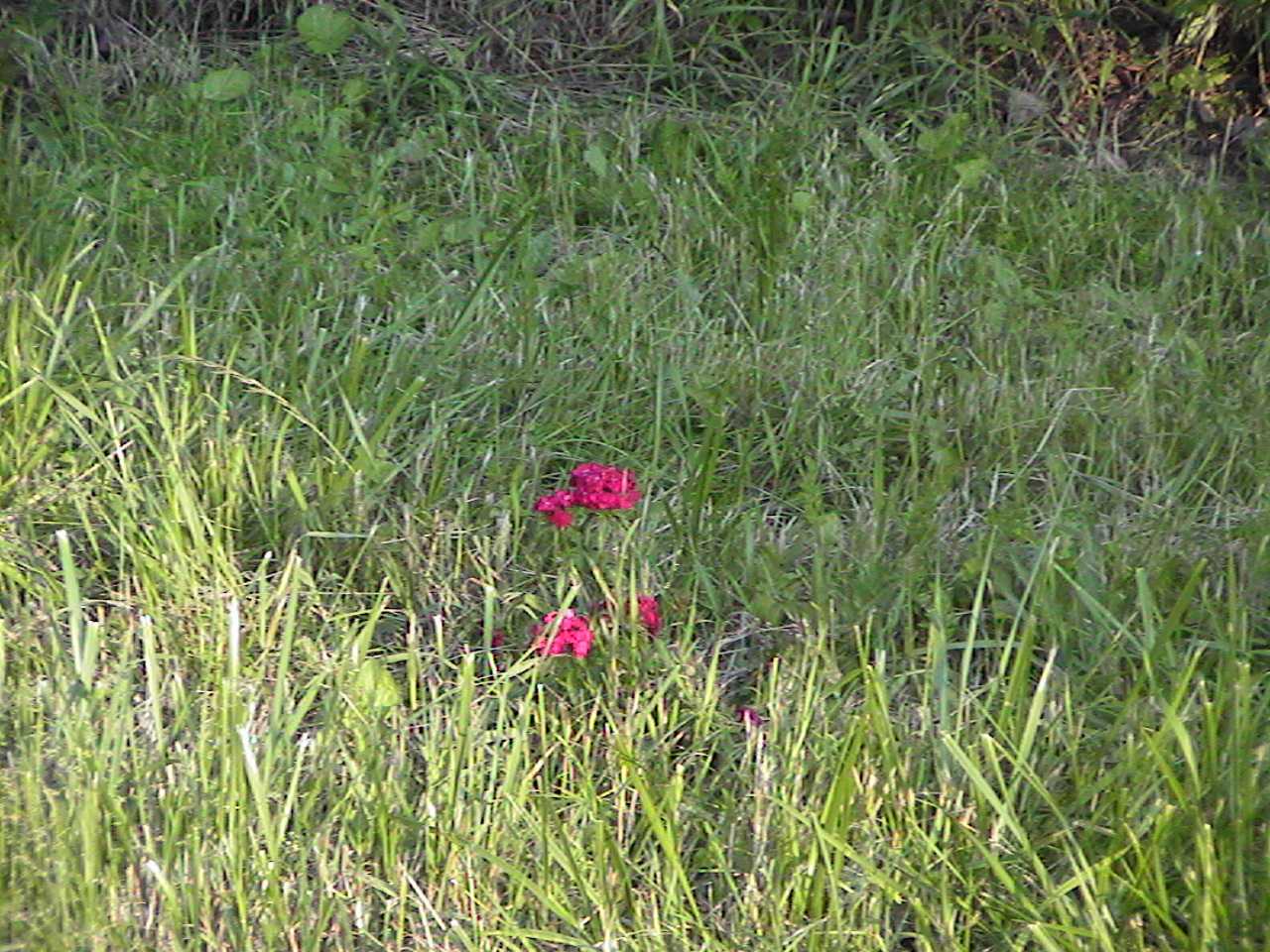 WildFlowers.jpg