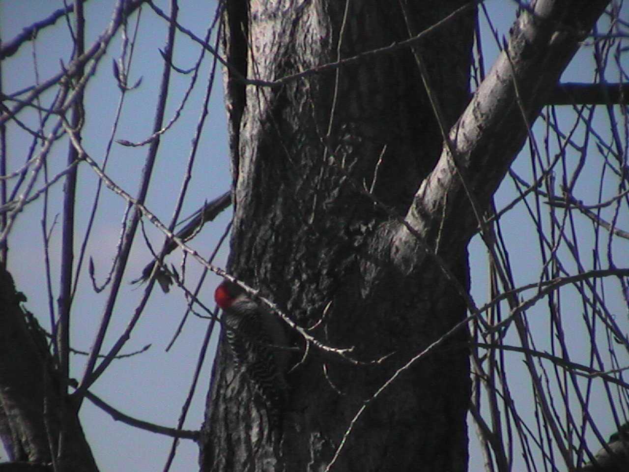 Woodpecker.jpg
