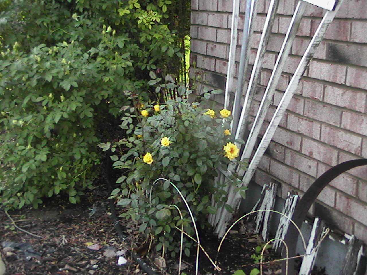 YellowRoses.jpg